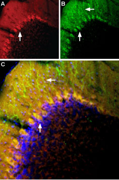 Anti-TRPC3-ATTO Fluor-594 Antibody Anti-TRPC3-ATTO Fluor-594 Antibody