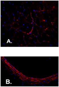 Anti-Angiotensin II Receptor Type-1 (extracellular)-ATTO Fluor-550 Antibody Anti-Angiotensin II Receptor Type-1 (extracellular)-ATTO Fluor-550 Antibody