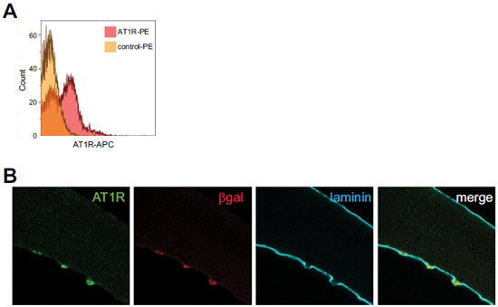 Anti-Angiotensin II Receptor Type-1 (extracellular) Antibody