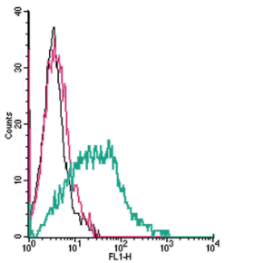 Cell surface detection of α2A-Adrenergic Receptor by indirect flow cytometry in live intact human MEG-01 megakaryocytic leukemia cells: