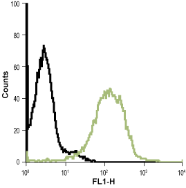 Cell surface detection of Bestrophin-1 in live intact Jurkat (human T cell leukemia) cell line: