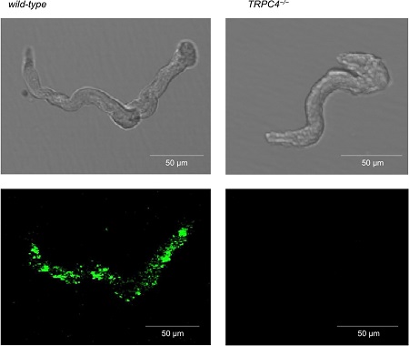 Anti-TRPC4 Antibody
