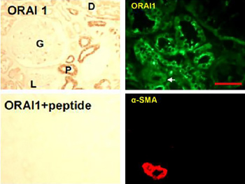 Anti-Human Orai1 (extracellular) Antibody Anti-Human Orai1 (extracellular) Antibody
