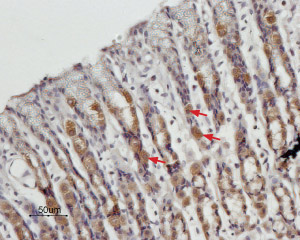 Expression of STIM1 in rat stomach
