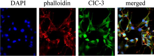 Expression of CLC-3 in human D54 glioma cells.