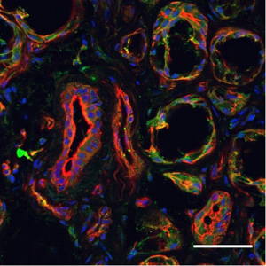 Anti-Human FPR2/ALX (extracellular) Antibody