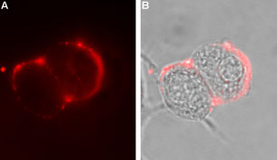 Expression of GABRA6 in rat PC12 cells