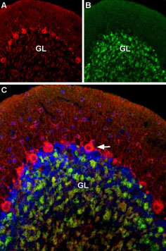 Anti-GABA(A) α1 Receptor (extracellular)-ATTO Fluor-488 Antibody Anti-GABA(A) α1 Receptor (extracellular)-ATTO Fluor-488 Antibody