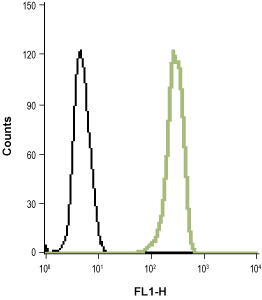 Indirect flow cytometry analysis of fixed and permeabilized HL-60 (human promyelocytic leukemia cells) cell line: