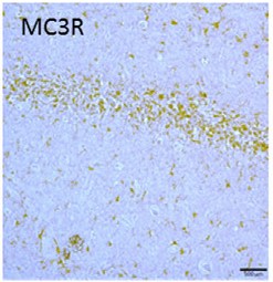 Anti-MC3 Receptor (extracellular) Antibody Anti-MC3 Receptor (extracellular) Antibody