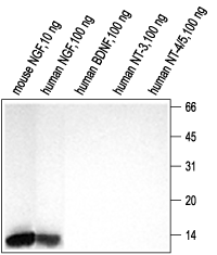 Western blot analysis using Anti-NGF Antibody (#AN-240) (1:200).