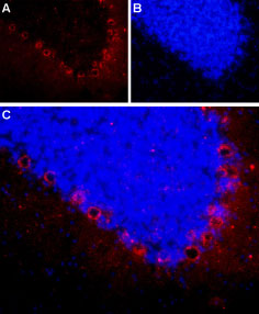 Expression of neuropeptide Y2 receptor in rat cerebellum