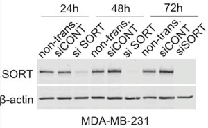 Anti-Sortilin (extracellular) Antibody