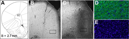 Anti-µ-Opioid Receptor (OPRM1) (extracellular) Antibody Anti-µ-Opioid Receptor (OPRM1) (extracellular) Antibody