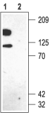 Western blot analysis of rat brain membranes: