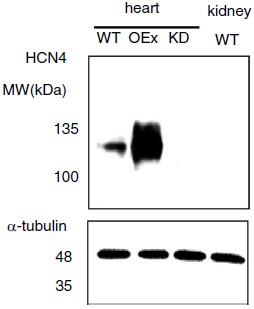 Anti-HCN4 Antibody