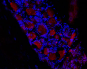 Expression of HCN3 in rat dorsal root ganglia (DRG)