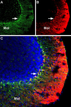 Anti-Kv1.5 (KCNA5)-ATTO Fluor-550 Antibody Anti-Kv1.5 (KCNA5)-ATTO Fluor-550 Antibody