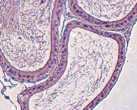 Expression of KV12.3 (Elk3) in rat testes