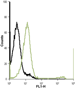 Cell surface detection of Kir7.1 in live intact Jurkat (human T cell leukemia) cell line: