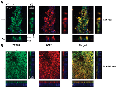 Anti-Aquaporin 2-ATTO Fluor-550 Antibody Anti-Aquaporin 2-ATTO Fluor-550 Antibody