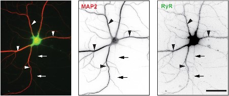 Anti-Ryanodine Receptor 2 Antibody