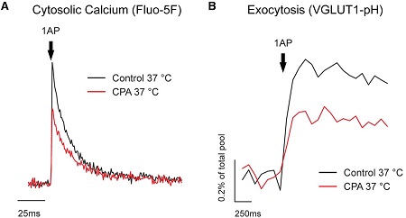 Cyclopiazonic Acid Cyclopiazonic Acid