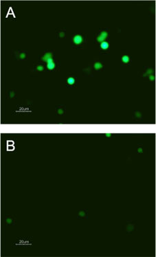 Alomone Labs Cycloheximide inhibits green fluorescent protein (GFP) synthesis in HEK 293 cells.