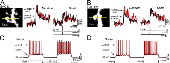 α-Dendrotoxin α-Dendrotoxin
