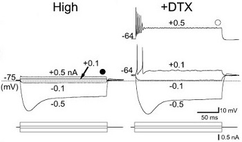 Dendrotoxin-I Dendrotoxin-I