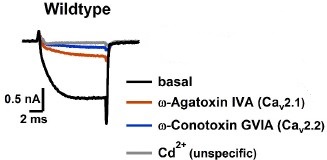ω-Conotoxin GVIA ω-Conotoxin GVIA