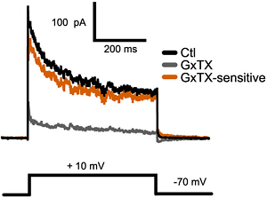 Guangxitoxin-1E Guangxitoxin-1E