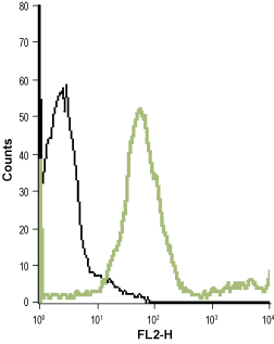 Cell surface detection of mGluR7 in live intact human T cell leukemia (Jurkat) cell line:
