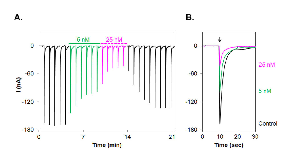 Alomone Labs αA-Conotoxin PIVA inhibits muscle fetal α1/β1/γ/δ nAChR heterologously expressed in Xenopus oocytes.