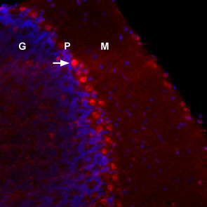 mouse NGF 2.5S-Biotin