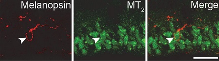 Anti-Melatonin Receptor 1B (MTNR1B) Antibody Anti-Melatonin Receptor 1B (MTNR1B) Antibody