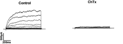 Charybdotoxin Charybdotoxin