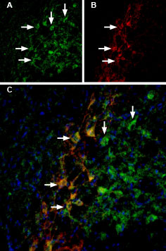 Tertiapin-Q-ATTO Fluor-488
