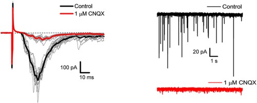 CNQX disodium salt CNQX disodium salt