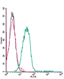 Cell surface detection of P2X3 Receptor by indirect flow cytometry in live intact mouse P815 mastocytoma cells: