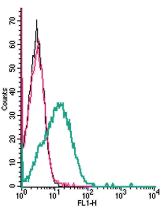 Cell surface detection of Cav1.3 by indirect flow cytometry in live intact human Jurkat T-cell leukemia cells: