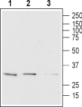 Western blot analysis using Mouse Anti-Human Orai1 (extracellular)-Biotin Antibody (#ALM-025-B), (1:500):