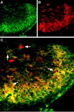 Anti-Vesicular GABA Transporter (VGAT)-ATTO Fluor-594 Antibody
