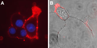 Expression of CaVα2δ3 in PC12 cells