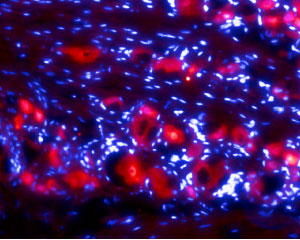 Expression of Ret in rat DRG