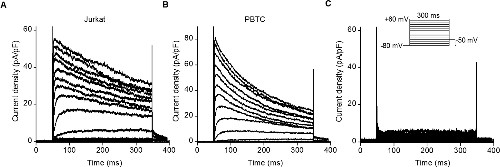 Margatoxin Margatoxin