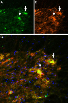 Anti-VGLUT2 Antibody