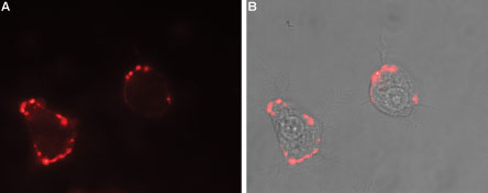 Expression of Nrxn1α in rat PC12 cells