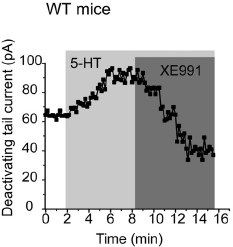 XE991 dihydrochloride XE991 dihydrochloride