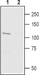 Western blot analysis of rat brain lysate: